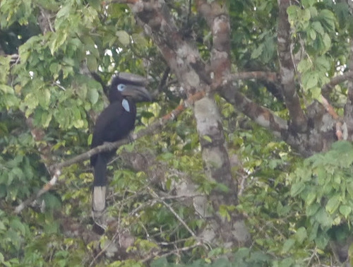 Black-casqued Hornbill