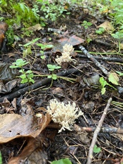 Ramaria stricta