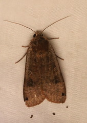 Noctua pronuba
