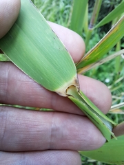 Phragmites australis americanus