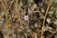 Spergularia rubra