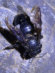 Xylocopa californica arizonensis