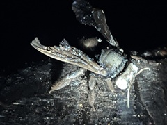Xylocopa californica arizonensis
