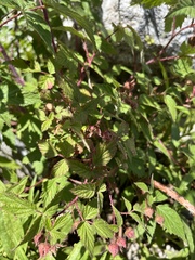 Rubus croceacanthus
