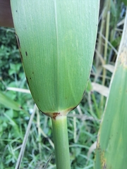 Phragmites australis americanus