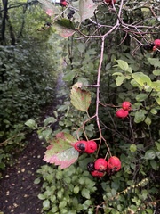 Crataegus chrysocarpa