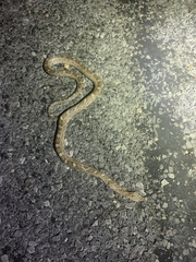 Pantherophis emoryi
