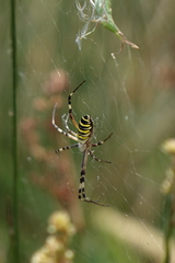 Argiope bruennichi