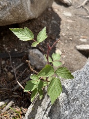 Rubus croceacanthus