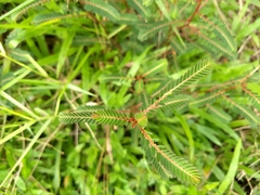 Phyllanthus