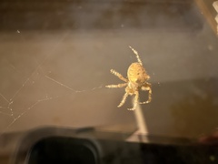 Araneae