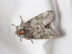 Macrurocampa marthesia