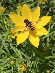Eristalis transversa
