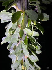 Fouquieria splendens