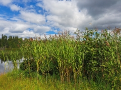 Phragmites australis americanus