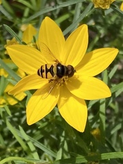 Eristalis transversa