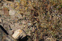 Spergularia rubra