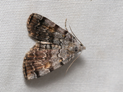 Idia concisa