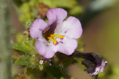Diplacus torreyi