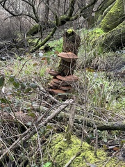 Ganoderma