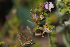 Diplacus torreyi