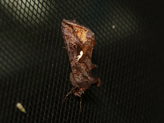 Autographa precationis