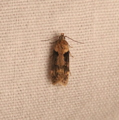 Chionodes mediofuscella