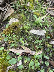 Corybas diemenicus