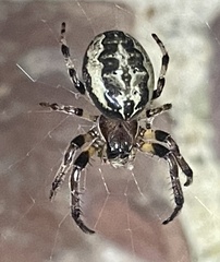 Larinioides cornutus