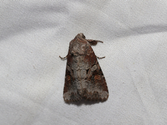 Trichordestra legitima