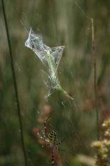 Argiope bruennichi