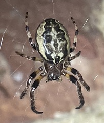 Larinioides cornutus