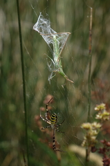Argiope bruennichi