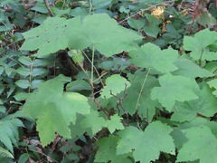 Rubus parviflorus