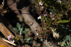 Diplacus torreyi