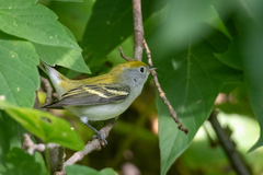 Setophaga pensylvanica