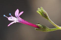 Allophyllum gilioides
