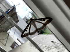 Cydalima perspectalis
