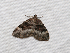 Xanthorhoe ferrugata