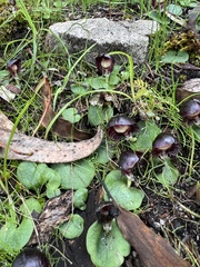 Corybas diemenicus