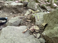 Triphora trianthophoros