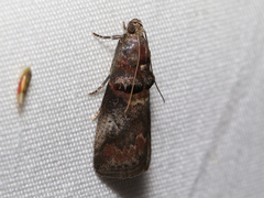 Acrobasis