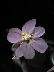 Zinnia acerosa