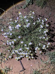 Zinnia acerosa