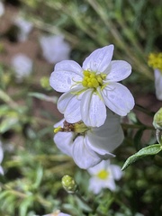 Zinnia acerosa