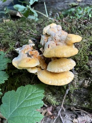 Laetiporus gilbertsonii