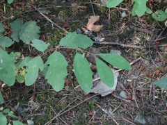 Symphoricarpos mollis