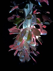 Fouquieria splendens