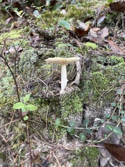 Amanita flavoconia