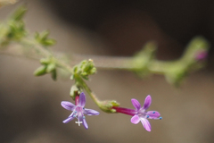 Allophyllum gilioides
